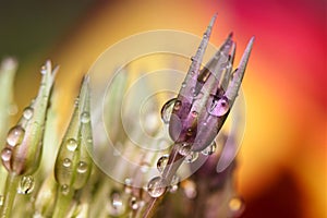 Purple allium flower with raindrops