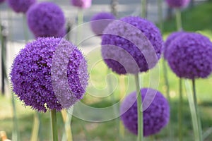 Purple Allium Flowers