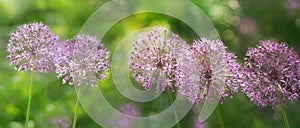 Purple allium flowers growing in a garden