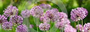 Purple allium flowers growing in a garden