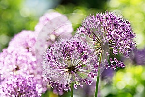 Purple allium flowers growing in the garden