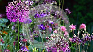 Purple allium flowers swaying