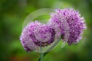 Purple allium flowers with water drops growing in a garden