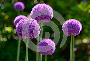 Purple Allium Giganteum Flowers