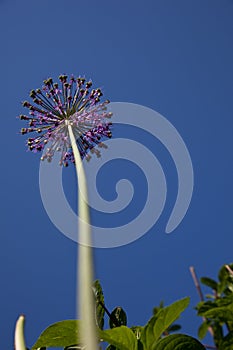 Purple allium, onion flower