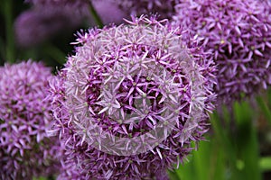 Purple Allium Sativum