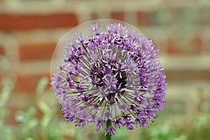 Purple Allium flower