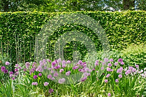 Purple alliums in English Border with Hedge