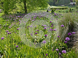 Purple Alliums on mass in formal garden setting