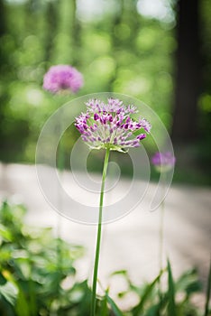 Purple allliun flowers  in summer park