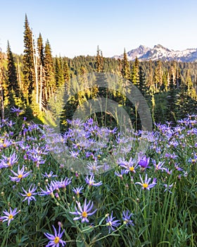 Purple alpine aster wild flowers in bloom in the Paradise area of Mount Rainier National park