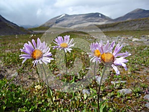 Wilcox Pass, Jasper National Park, Purple Subalpine daisy, Erigeron peregrinus, Canadian Rocky Mountains, Alberta, Canada photo