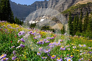 Purple Alpine Daisies in Wildflower Field photo