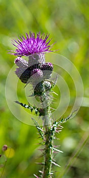 Purple alpine flower