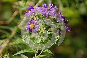 Purple Alpinus Flower