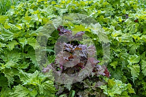 Purple (also known as red) and green shiso, Kanazawa, Japan