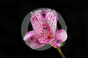 Purple alstroemeria against black