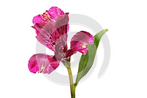 Purple alstroemeria flower