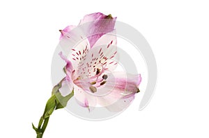 Purple alstroemeria flower