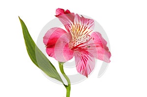 Purple Alstroemeria flower