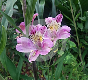 Purple alstroemeria flower plant green background