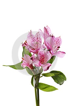 Purple alstroemeria flowers