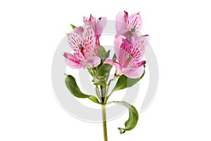 Purple alstroemeria flowers