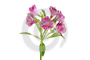 Purple alstroemeria flowers