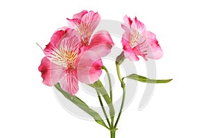 Purple Alstroemeria flowers