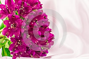 purple alstroemeria flowers on a white voil background