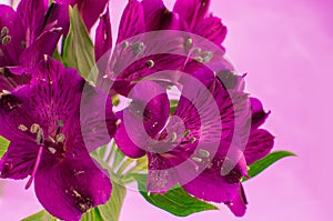 purple alstroemeria flowers on a white voil background