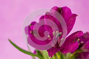 purple alstroemeria flowers on a white voil background