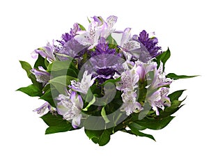 Purple alstroemeria and ornamental cale with green leaves isolated