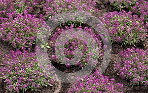 purple alyssum, Lobularia flowers in summer garden