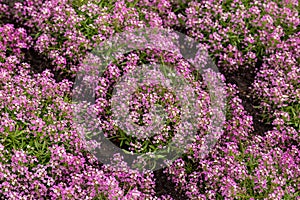 purple alyssum, Lobularia flowers in summer garden