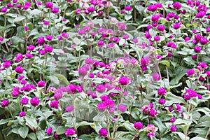 Purple Amaranth flower