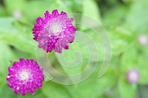 Purple Amaranth flower