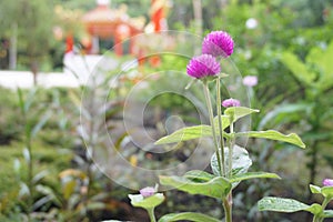Purple Amaranth flower