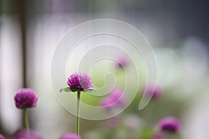 Purple amaranth flower in flower field