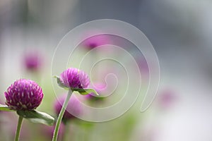 purple amaranth flower in flower field