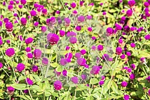 Purple amaranth flower in the garden