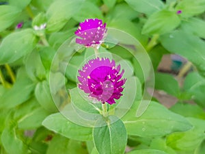 Purple amaranth In the public garden is blooming