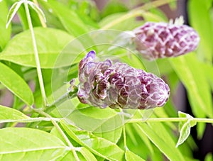 Purple American Wisteria Flower Bud Macro
