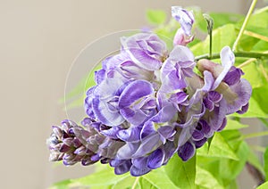 Purple American Wisteria Flower Cluster Macro