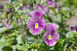 Purple ampel Viola blooms on a flower bed in the garden