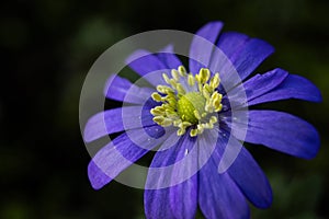 Purple Anemone blanda flower macro