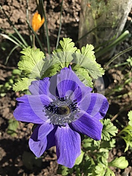 Purple Anemone flower