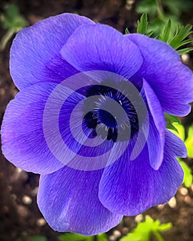 Purple Anemone flower photo