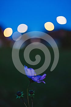 Purple Anemone flower in the evening with glowing bokeh lights in the background