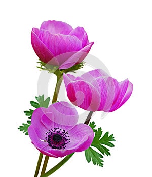 Purple anemone flowers